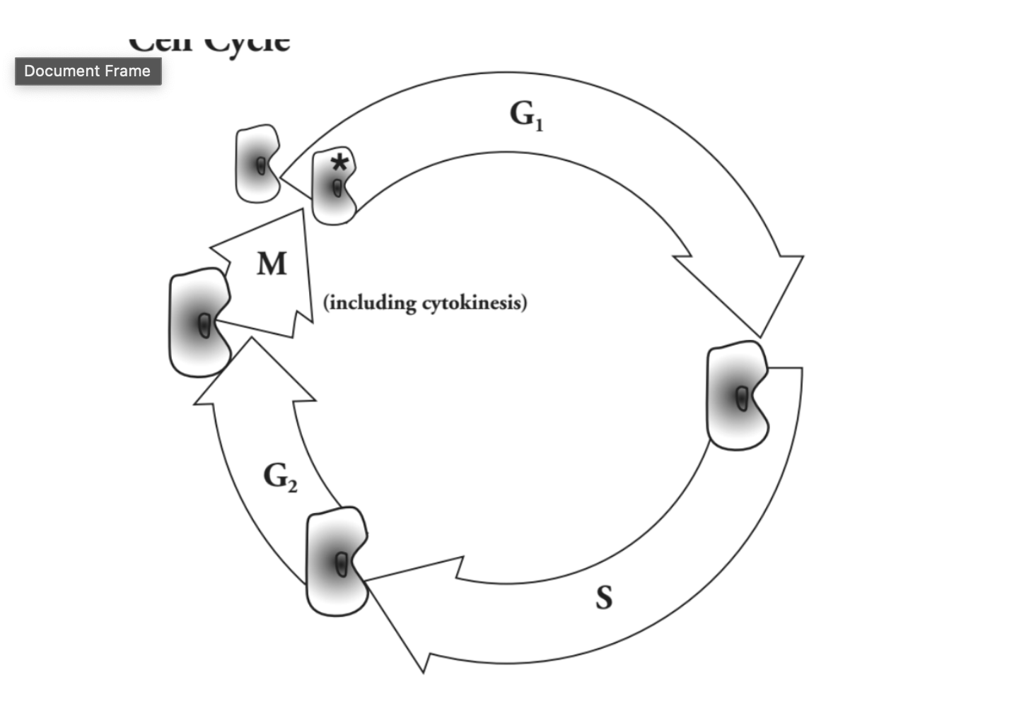 <p><span>What is happening during the G1 and G2 phases?</span></p>