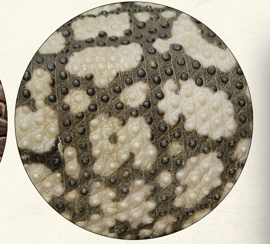 <ul><li><p>body covering that has hard bony plates or scales</p></li><li><p>embedded within the dermis</p></li><li><p>common in crocodiles, turtles, and lizards</p></li></ul><p></p>