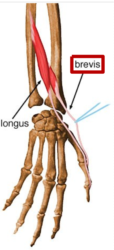 <p>Extension of thumb </p><p>O - Posterior surface of distal radius </p><p>I - Dorsal aspect of base of proximal phalanx of thumb </p>