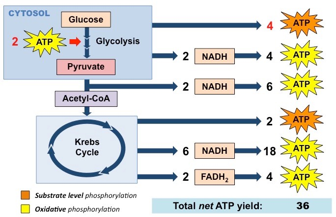 <ul><li><p><span style="background-color: transparent;">2 ATP and 2 NADH from Glycolysis (these NADH are special and lose some energy entering the mitochondria - info on the next slide on shuttles)</span></p></li><li><p><span style="background-color: transparent;">2 NADH from Pyruvate Oxidation</span></p></li><li><p><span style="background-color: transparent;">2 ATP, 6 NADH and 2 FADH<sub>2 </sub>&nbsp;from Krebs Cycle</span></p></li><li><p><span style="background-color: transparent;">Electron Transport Chain</span></p><ul><li><p><span style="background-color: transparent;">2 NADH from Glycolysis - 4 ATP</span></p></li><li><p><span style="background-color: transparent;">2 NADH from Pyruvate Oxidation - 6 ATP</span></p></li><li><p><span style="background-color: transparent;">6 NADH and 2 FADH<sub>2</sub> from Krebs Cycle - (3*6 + 2*2) - 22 ATP</span></p></li></ul></li></ul><p></p><ul><li><p><span style="background-color: transparent;">~28-34 ATP made by Oxidative Phosphorylation and 4 ATP made by Substrate Level Phosphorylation&nbsp;</span></p></li><li><p><span style="background-color: transparent;"><strong>32-38 Total ATP made during Cellular Respiration*</strong></span></p><ul><li><p><span style="background-color: transparent;">This is a theoretical max and is likely a slight overestimate due to inefficiency in the cell, differences in cell type, and some proton “leak” causing differences in ATP yield per NADH and FADH<sub>2</sub></span></p></li></ul></li><li><p><span style="background-color: transparent;">Efficiency:</span></p><ul><li><p><span style="background-color: transparent;">Glucose = 686 kcal/mol</span></p></li><li><p><span style="background-color: transparent;">ATP = 7.3 kcal/mol (38 = 277.4 kcal/mol)</span></p></li><li><p><span style="background-color: transparent;">277.4 kcal/mol / 686 kcal/mol = 0.404 X 100%</span></p><ul><li><p><span style="background-color: transparent;"><strong>40.4%</strong></span></p></li></ul></li></ul></li></ul><p></p>
