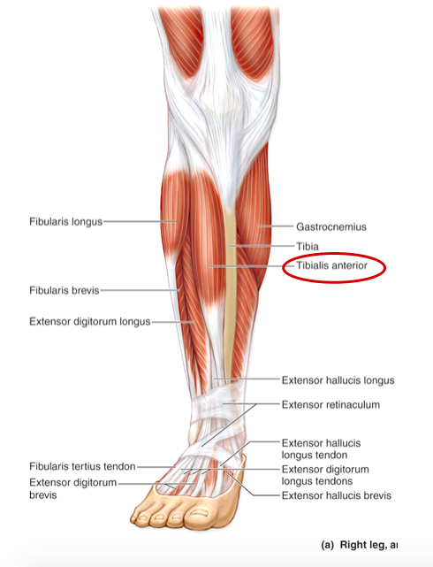 <p>Leg (the portion of the lower limb between the knee and the ankle).</p>