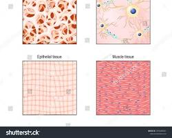 <p>animal cells and tissues</p>