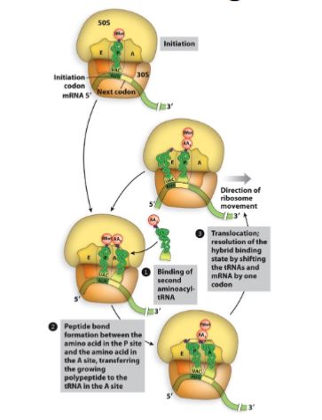 <ol><li><p>Aminoacyl tRNA is “loaded” into the vacant A site.</p></li><li><p>Peptidyl transferase reaction results in transfer of peptide from tRNA in the P site to amino acid of charged tRNA in the A site (transfer of chain to new amino acid).</p></li><li><p>Resulting “new” peptidyl-tRNA with its associated codon is translocated from A site to P site.</p></li></ol><p></p>