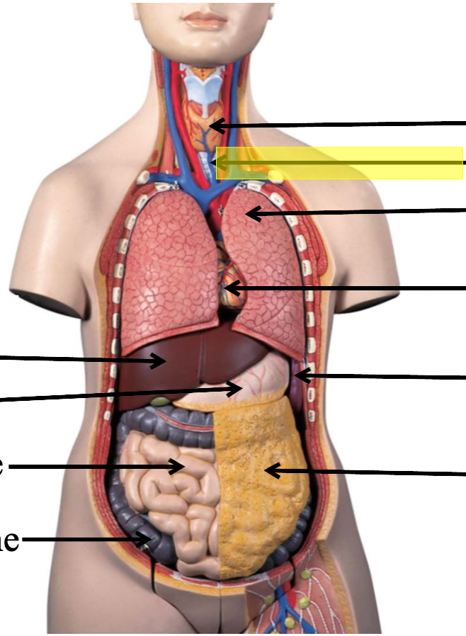 <p>identify the body cavity</p>