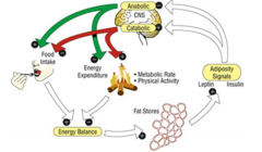 <p>Hunger and eating are regulated partly by a <strong>body-fat set point</strong>.</p>