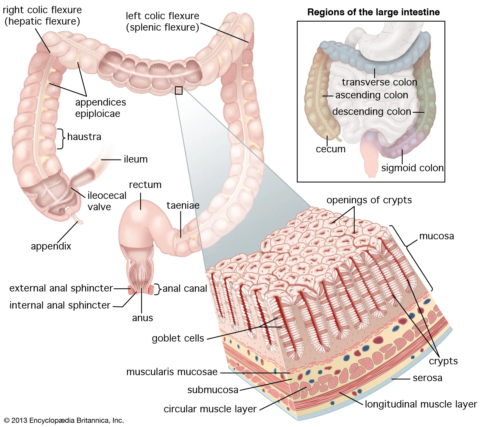 <p>Large intestine</p><ul><li><p>Teniae coli: three distinct, ribbon-like bands of longitudinal smooth muscle that run along the outside of the large intestine</p></li></ul><p>Appendix</p><p>Cecum/caecum</p><p>Ileocecal valve</p><p>Ascending colon</p><p>Right colic/Hepatic flex.</p><p>Transverse colon</p><p>Left colic/Splenic flex.</p><p>Descending colon</p><p>Sigmoid colon</p>