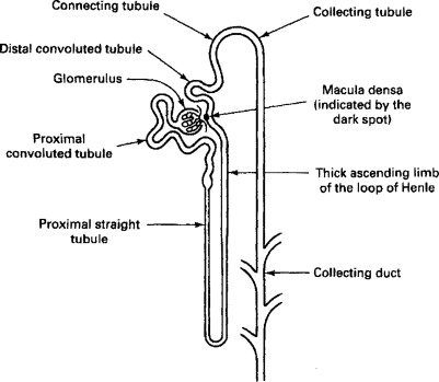 <ul><li><p>Bowman’s capsule </p></li><li><p class="has-focus">Proximal Convoluted Tubule (PCT)</p></li><li><p class="has-focus">Loop of Henle</p></li><li><p class="has-focus">Distal Convoluted Tubule (DCT)</p></li><li><p class="has-focus">Collecting Duct</p></li></ul><p></p>