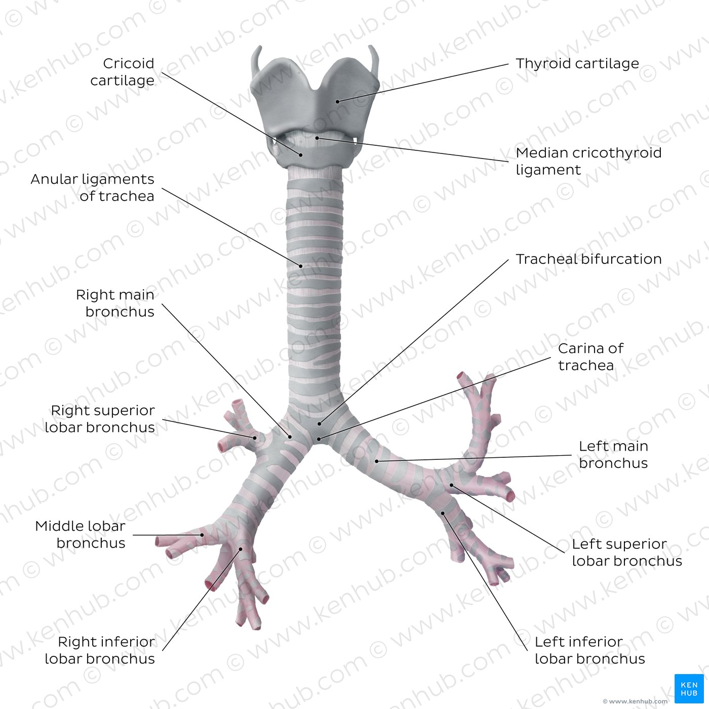 <ul><li><p>right & left mainstem bronchi </p></li><li><p>at the carina </p></li><li><p>T4/T5</p></li><li><p><strong>T</strong>rachea bi<strong>four</strong>cates at T4/T5</p></li></ul><p></p>