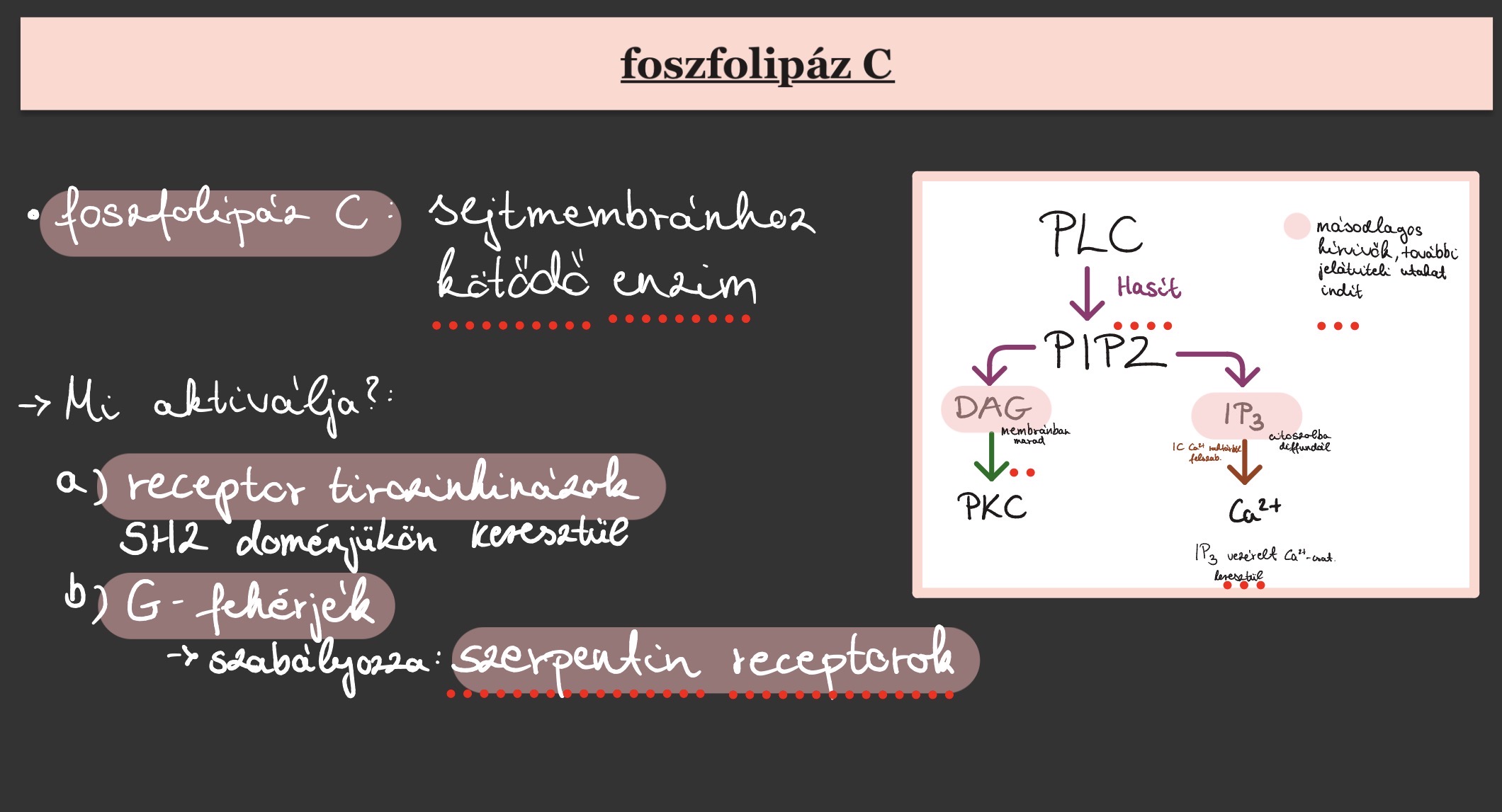 <p>Sejtmembránhoz kötődő enzim. Egyes típusait receptor tirozinkinázok aktiválnak SH2 doménjükön keresztül. Másokat szerpentin receptorok (7-transzmembárn receptorok, GPKR) által szabályozott G-fehérjék aktiválnak. A foszfatidilinozitol-biszfoszfátot (PIP2) hasítják diacil-glicerinné (DAG) és inozitol-trifoszfáttá (IP3), amelyek másodlagos hírvivőként további jelátviteli utakat indítanak el. A DAG a membránban marad és protein kináz C-t aktivál, míg az IP3 a citoszolba diffundálva az intracelluláris Ca2+-raktárakból kalciumot szabadít fel az IP3 vezérelt Ca2+ csatornákon keresztül.</p>