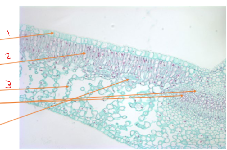 <ol><li><p>Name 1</p></li><li><p>Name 2</p></li></ol><p></p>