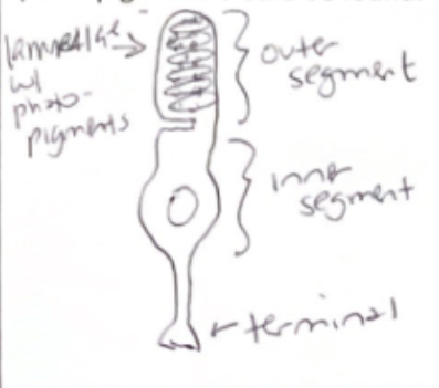 <ul><li><p>outer segment</p></li><li><p>inner segment </p></li><li><p>synaptic terminal </p></li></ul><p></p>