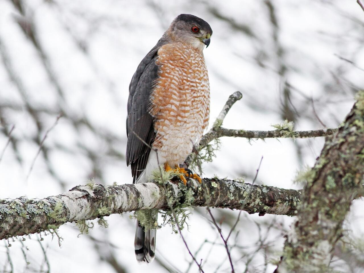 <p>Cooper's hawk </p>