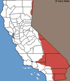 <p>Which Crotaphytidae species?</p>