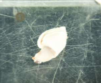 <p>Animal and subphylum?</p>