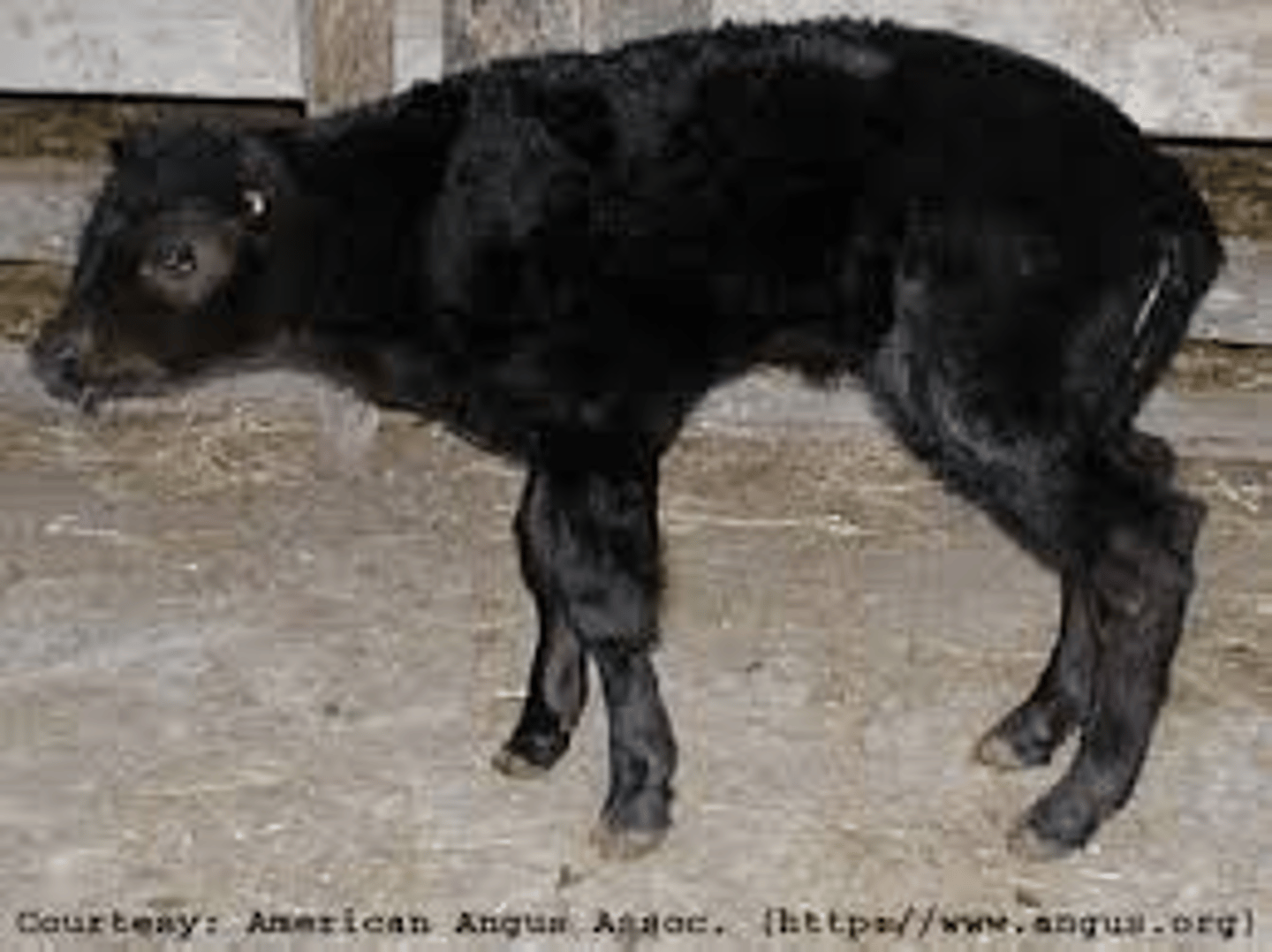 <p>Breed affected: Angus</p><p>Appearance: Spine is slightly arched, BW is normal, but slightly taller & slender w/ legs causing limited range of motion (walks like deer)</p><p>-Recessive</p><p>Test: DNA test </p><p>results: CAF (free), CAA (affected)*cannot register*, or CAC (carrier)</p>