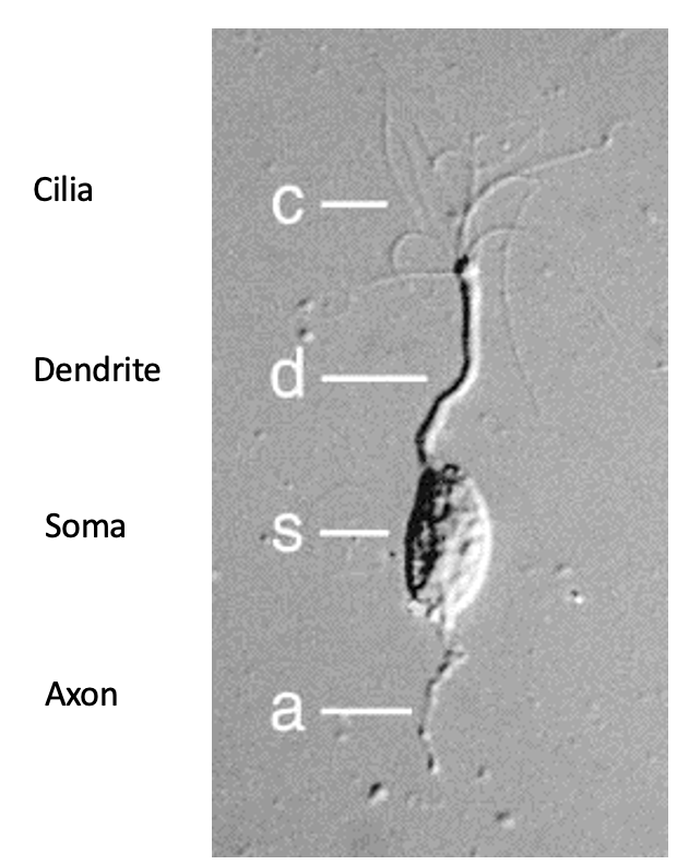 <ul><li><p><strong>Cilia</strong> → odor detection + current generation</p></li><li><p><strong>Dendrite</strong> → conducts signal to soma</p></li><li><p><strong>Soma</strong> → integrates</p></li><li><p><strong>Axon</strong> → carries APs to olfactory bulb</p><ul><li><p>axon initial segment <strong>generates APs</strong></p></li></ul></li></ul><p></p>