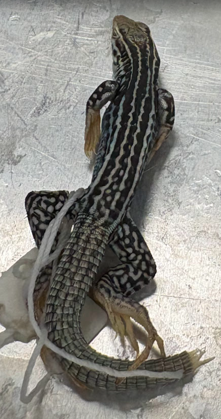<p>Aspidoscelis marmoratus?</p>