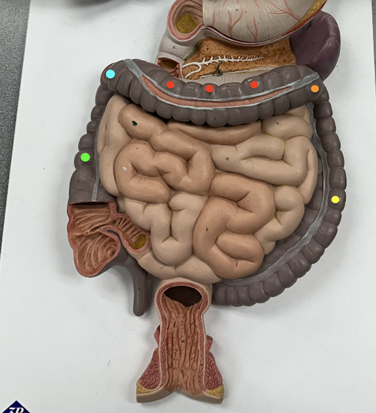 <p>Identify the structures</p>