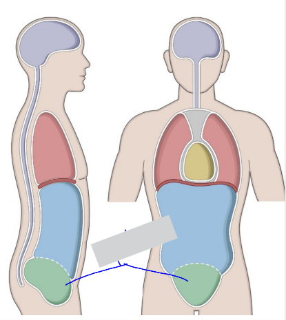 <p>Pelvic Cavity</p>