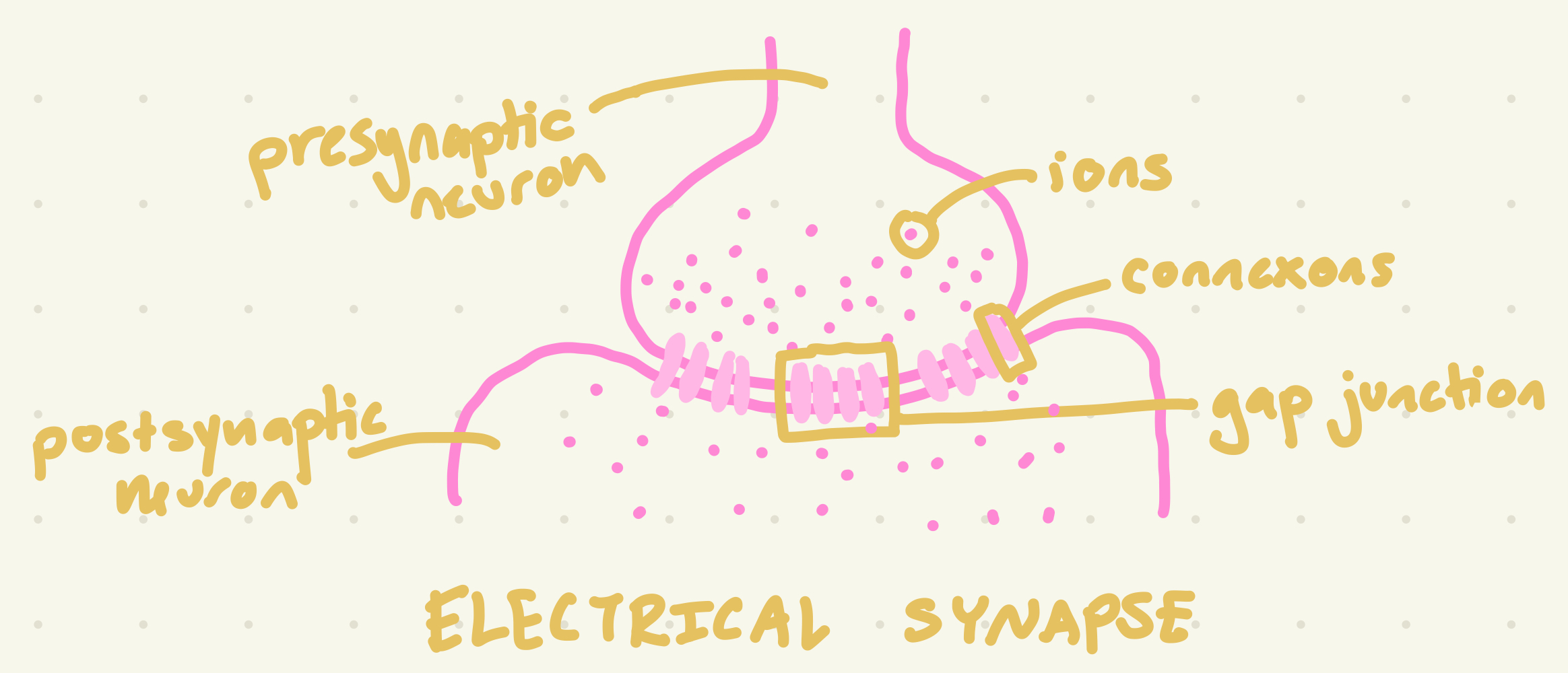 <p>Have a direct flow of current between cells where the action potential of one cells causes the formation and travel of an action potential in the next. Located in smooth and cardiac muscle, and tooth pulp. Important for uniform, synchronized, contractile activity across a group of cells.</p>
