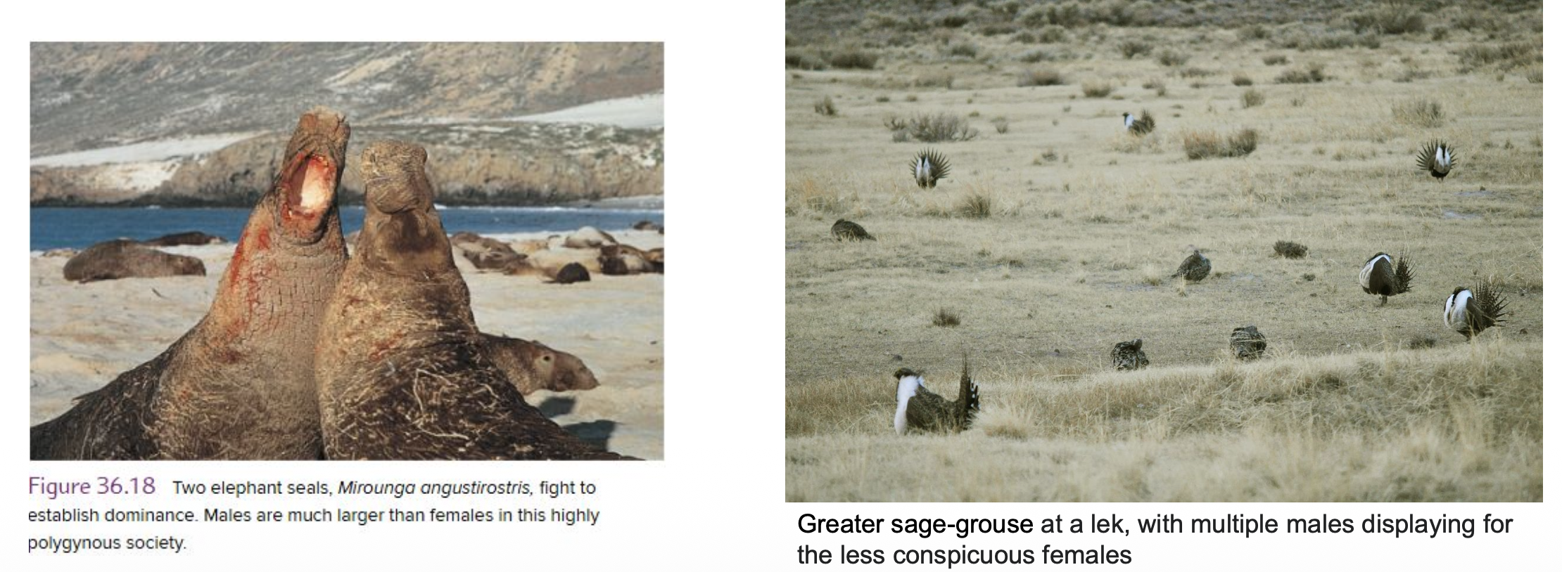 <p><strong><u>Mating systems</u></strong></p><p class="p1">• <strong>__</strong> is an association between one male and one female at a time</p><p class="p1">• <strong>__</strong> when females or males have more than one mate</p><p class="p2"><span data-name="arrow_right_hook" data-type="emoji">↪</span> <strong>__</strong> refers to a male that mates with more than one female:</p><p class="p2"><strong>- ? polygyny</strong></p><p class="p2"><strong>- ? polygyny</strong></p><p class="p2"><strong>- ? polygyny</strong></p><p class="p2"><span data-name="arrow_right_hook" data-type="emoji">↪</span> <strong>__</strong>: a female mates with more than one male</p>