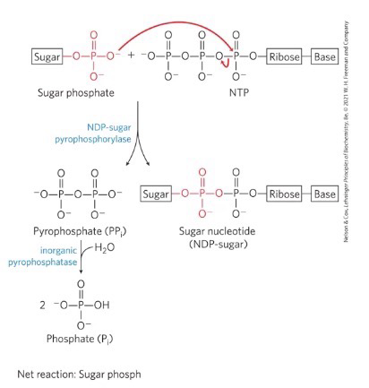 <p>activated sugar nucleotides (UDP-glucose); UTP + G1P turns into UDP-glucose + PP<sub>i</sub> via UDP-glucose pyrophosphorylase</p>