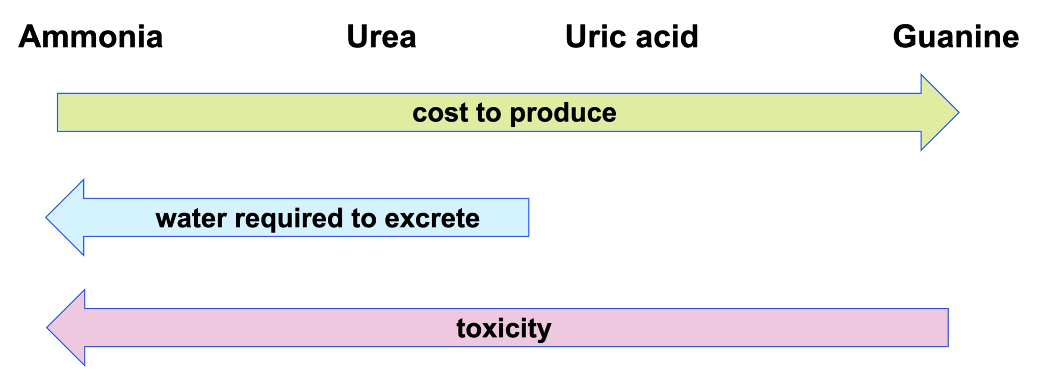 <ul><li><p>cost it takes to produce</p></li><li><p>ammonia (first), prodct of protein breakdown, really toxic, very soluble so need lot of water to remove. good for those who live in waer,</p></li><li><p>urea (second), less toxic, still needs fair amount of water,not that much energy in converting</p></li><li><p>uric acid - non soluble, dont require much water to remove, had to put energy to produce</p></li><li><p>guanine - crystal, dont need water, very non-toxic, lots of effort</p></li></ul><p></p>