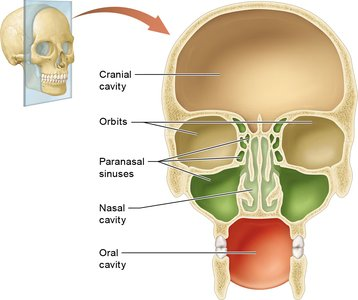 <p>Space in the skull containing the brain</p>