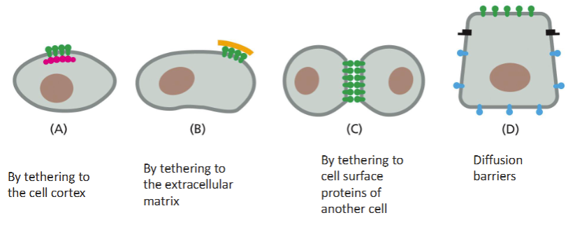 <ul><li><p>Tethering to cell cortex</p></li><li><p>tethering to extracellular matrix</p></li><li><p>tethering to cell surface proteins of another cell</p></li><li><p>diffusion barriers</p></li></ul><p></p>