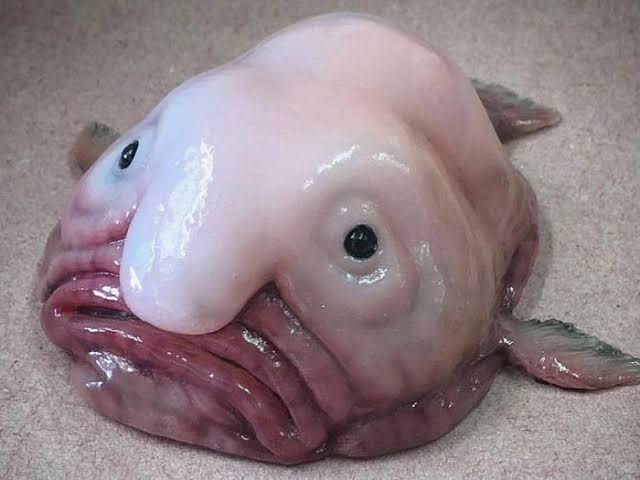<p>blobfish</p>