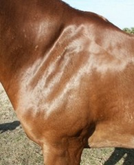 <p>This horse has sweany shoulder, what nerve is impacted?</p>