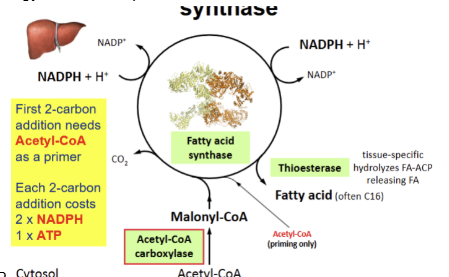 <p>acetyl CoA is used as a primer then 3 carbon malonyl CoAs are added to the chain in a stepwise manner. After each malonyl CoA is added, the intermediate loses a CO2 which releases enough energy to make the process irreversible. Each 2 C extension costs 2 NADPH and 1 ATP.</p>