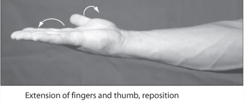 <p>Movement of the digits away from the palm </p>