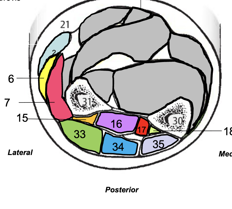<ul><li><p>ABDuctor pollicis Longus</p></li><li><p>Extensor Pollicis Brevis</p></li><li><p>Extensor Pollicis Longus</p></li><li><p>Extensor Indicis</p></li></ul><p></p>