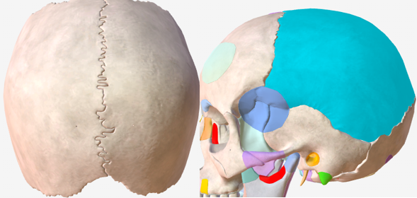 <p>Hoe heet dit bot?</p>