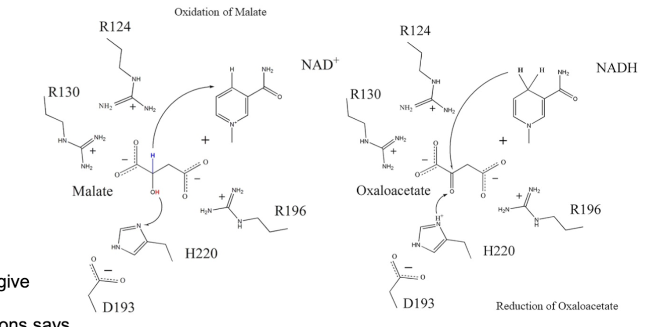 <p>Step 8: Oxidation – Oxidation of Malate to Oxaloacetate</p>