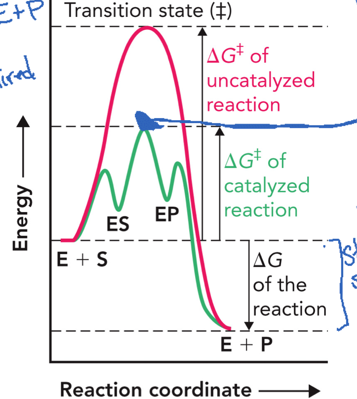 <p>X-Axis → reaction coordinate</p><p>Y-Axis → free energy (G)</p><ol><li><p>Uncatalyzed reaction: starts at E + S, goes up to a HIGH transition state (‡), comes down to E + P (slow reaction)</p></li><li><p>Catalyzed reaction (with enzyme): E + S → ES → EP → E + P, first small rise → ES complex forms, then a lower peak (transition state), then drops to EP, then to E + P (faster reaction)</p></li><li><p>ΔG of the reactions (reaction → products) stays the SAME</p></li><li><p>Many weak bonds/interactions between substrate and enzyme releases energy, which help LOWER the activation energy (ΔG‡)</p></li></ol><p></p>