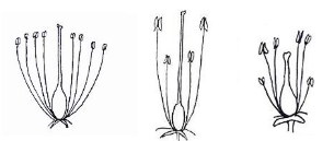 <p>Apostemonous (unfused)</p>