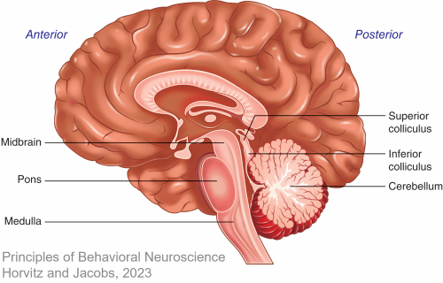 <p>Inferior Colliculi</p>