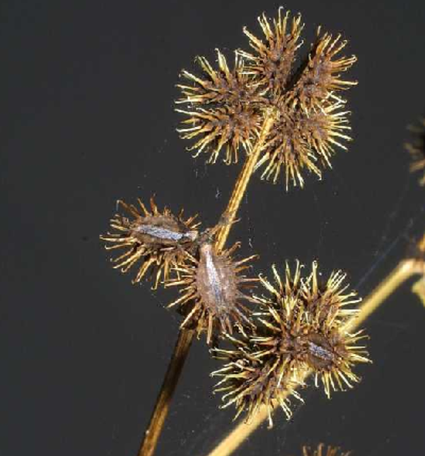 <p>Sanicula canadensis</p>