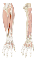 <p>Extensor Digiti Minimi</p>