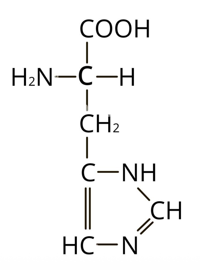 <p>what amino acid</p>