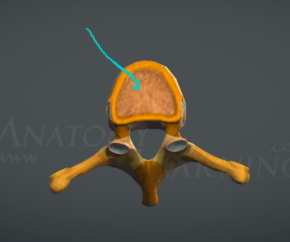 <p>Vertebra thoracia - гръден прешлен?</p>