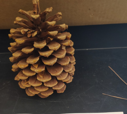 <p>Gymnosperms</p><ol><li><p>Name the phylum</p></li><li><p>male cone of female cone </p></li></ol><p></p>
