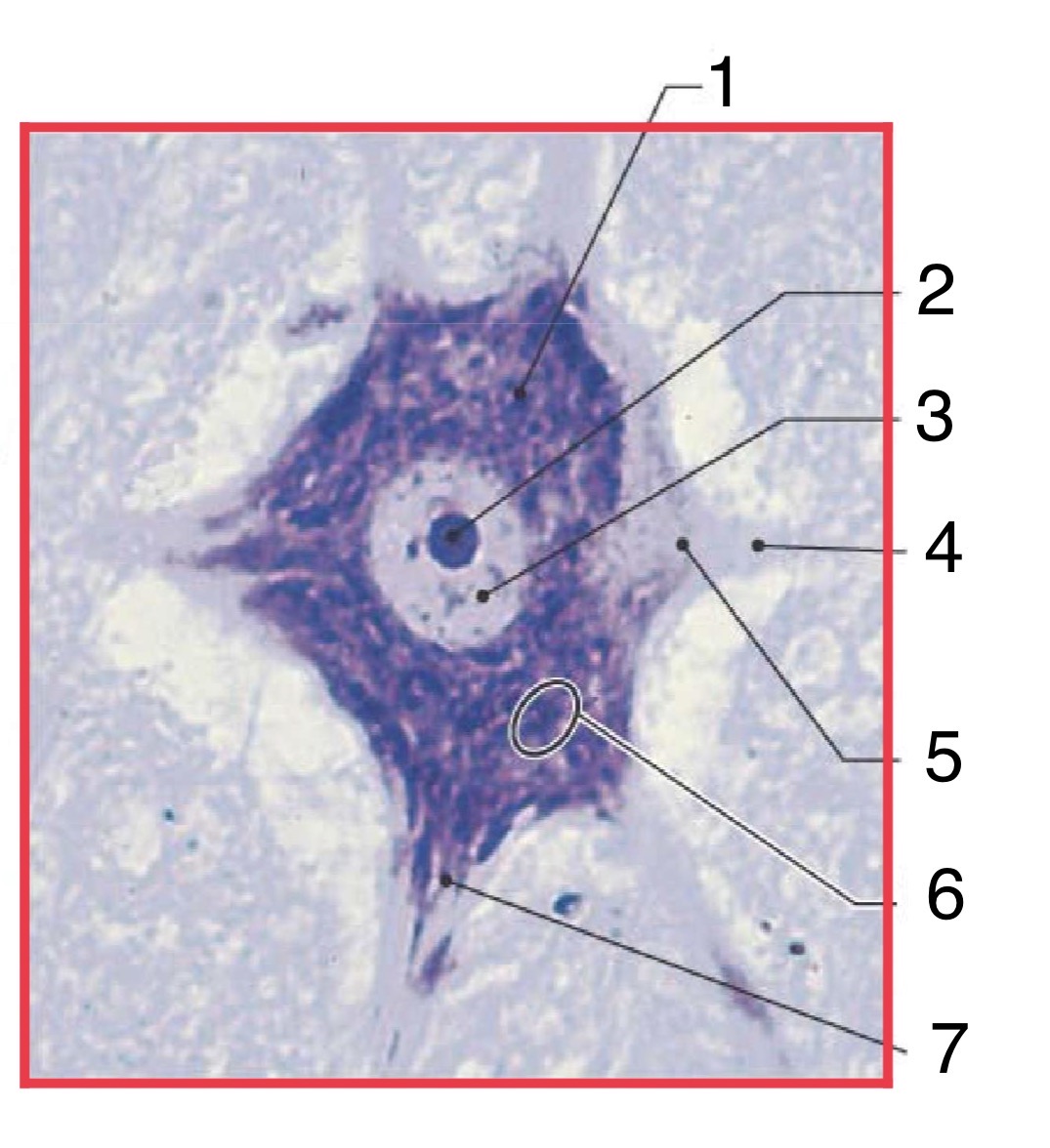 <p>Identify the parts of the Neuron (histology)</p>