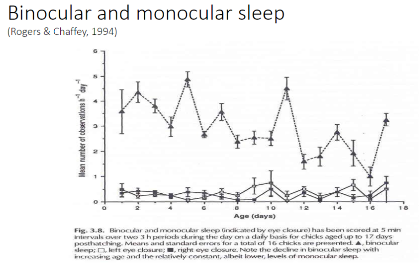 <p><strong>Definition</strong><br>ā<strong>Binocular sleep</strong> ā both eyes closed simultaneously<br>ā<strong>Monocular sleep</strong> ā one eye closed while the other remains open</p><p><strong>Function</strong><br>ā<strong>Monocular sleep</strong> allows <strong>vigilance against predators</strong> while resting<br>ā<strong>Binocular sleep</strong> is used when the bird feels <strong>safe and protected</strong></p><p><strong>Key Point</strong><br>āBirds alternate between <strong>monocular and binocular sleep</strong> to balance <strong>rest and predator awareness</strong></p>