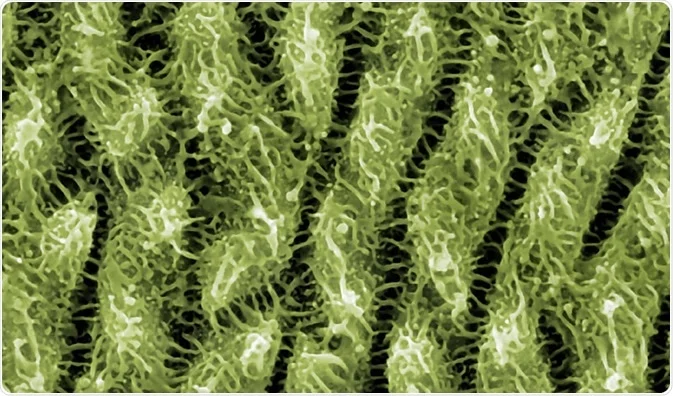 <p>describe scanning probe microscope</p>