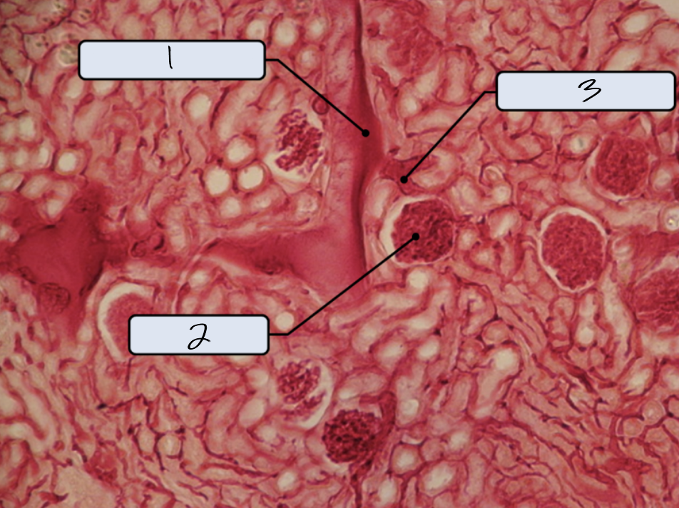 <p>what is this a sample of?</p>