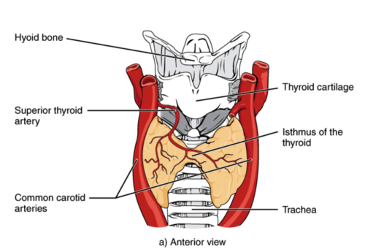 <p>thyroid hormones</p>