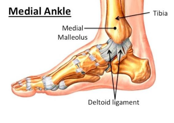 <p><strong>Deltoid Ligament Complex</strong></p>